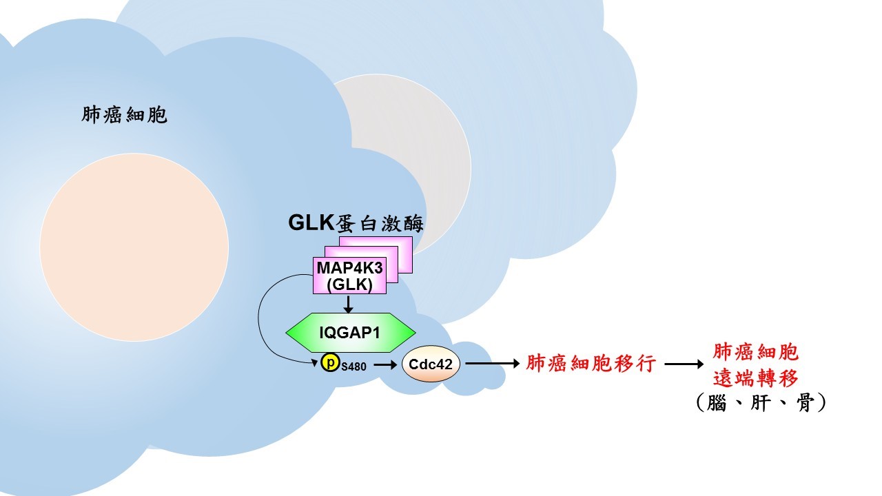 GLK蛋白激酶於肺癌細胞進行遠端轉移之作用機制
